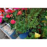 2 wicker baskets of climbing sweet pea plants