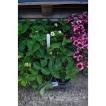 Tray of Cambridge Favourite strawberry plants