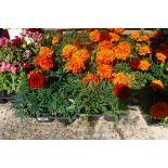 4 small trays of French marigolds