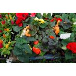 2 small trays of non stop begonias