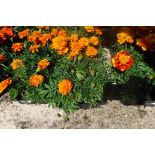 4 small trays of French marigolds