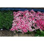 4 small trays of hardy dianthus