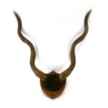 A pair of kudo horns mounted on an oak shield