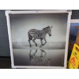 Zebra on glass