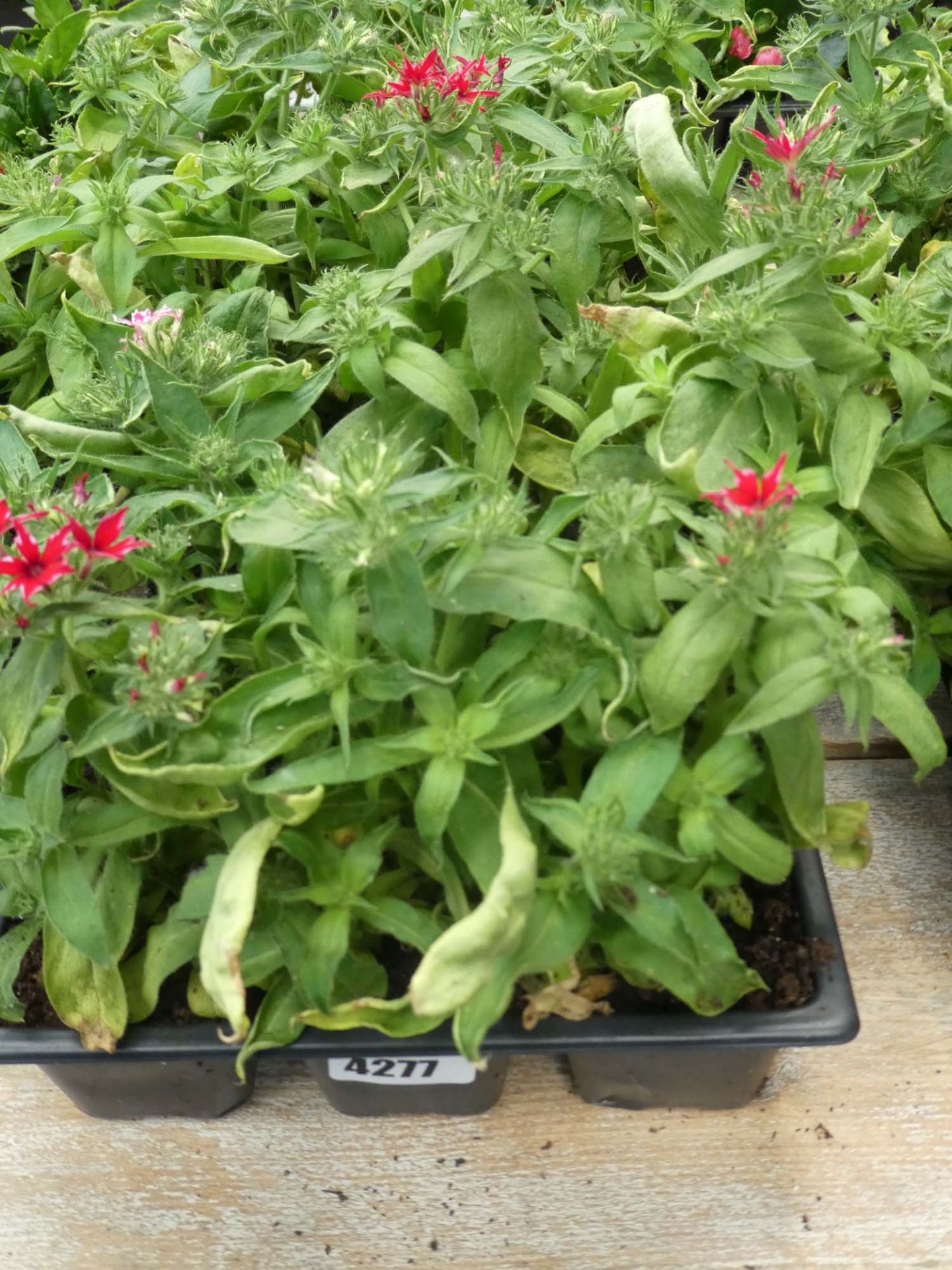 3 small trays of Phlox plants