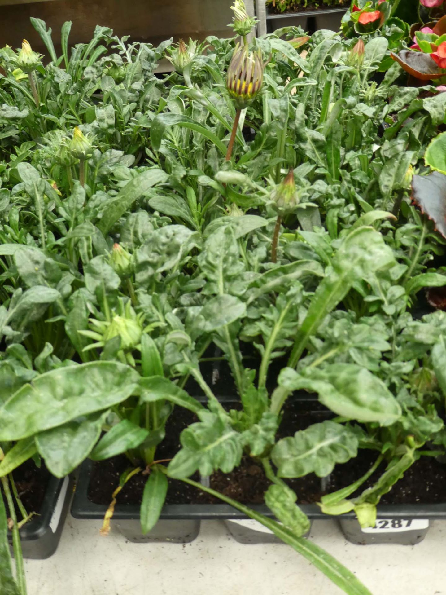 3 trays of Gazania plants