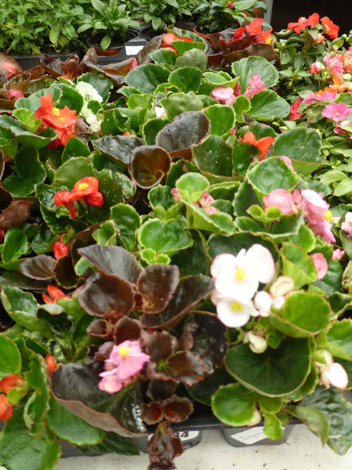 3 trays of begonias