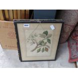 2 framed and glazed engravings of fruit, dragonfly, birds and foliage