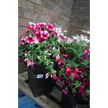 Conical shaped hanging basket containing mainly petunias and fuchsias