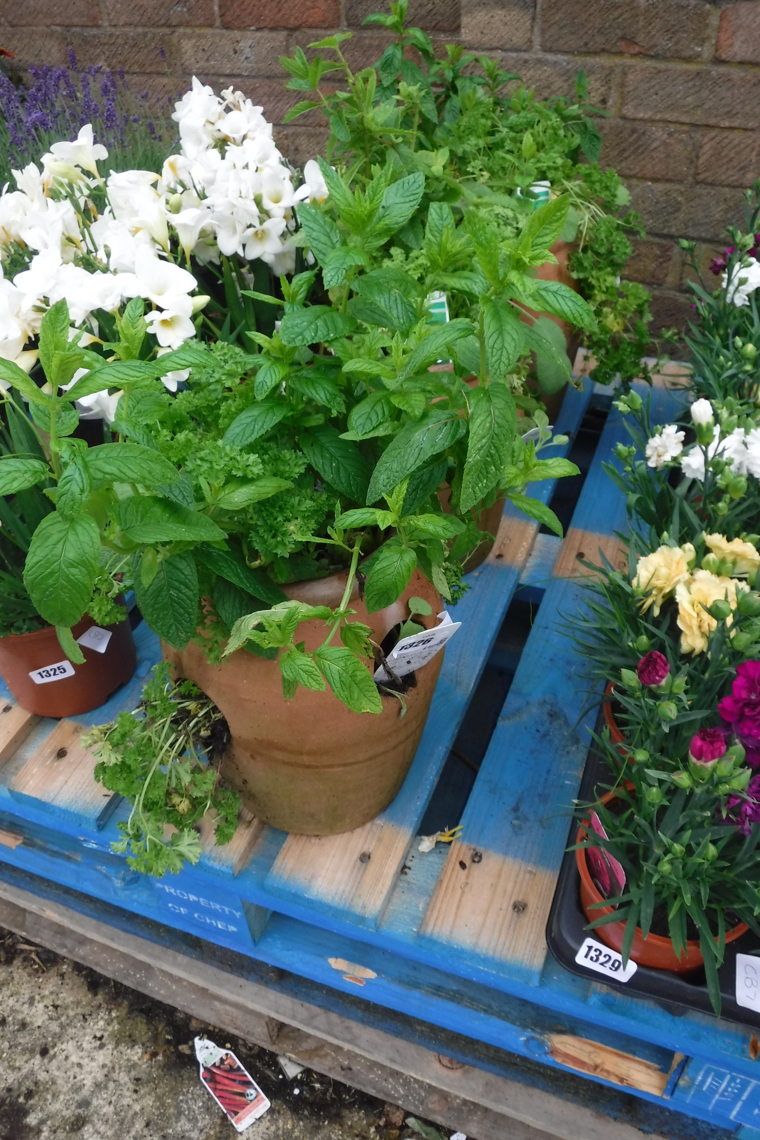 Terracotta pot containing mixed herbs