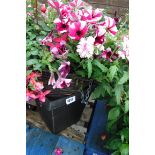 Conical shaped hanging basket containing mainly petunias and fuchsias