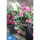 Conical shaped hanging basket containing mainly petunias and fuchsias