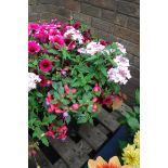 Conical shaped hanging basket containing mainly petunias and fuchsias