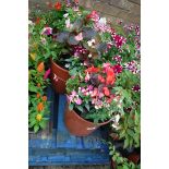 2 patio pots containing mixed plants