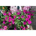 2x pre planted hanging baskets cont. Petunias