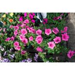 2x pre planted hanging baskets cont. Petunias