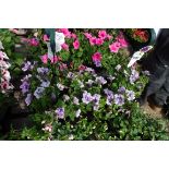 2x pre planted hanging baskets cont. Petunias