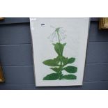 Artist's proof print of a plant with white flowers