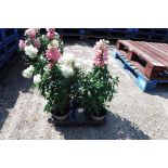 Tray of antirrhinums