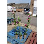 3 pots of clematis