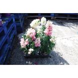 Tray of antirrhinums