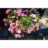 Large hanging basket incl. primula, fuchsias and other plants