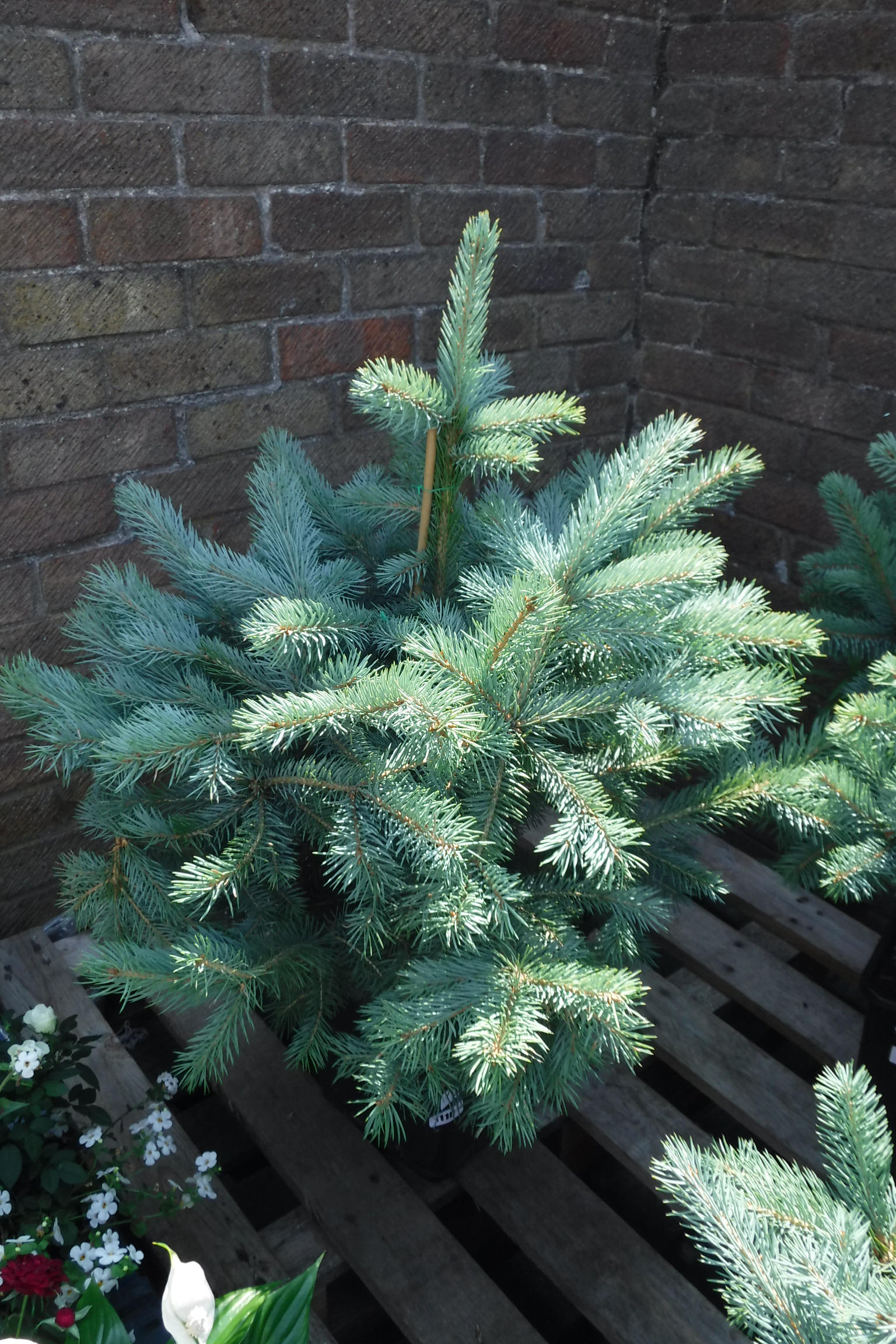 Pot containing Super Blue seedling pine