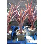 Red cordyline