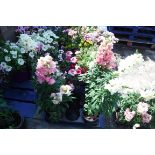 Tray of antirrhinums