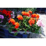 Tray of geraniums