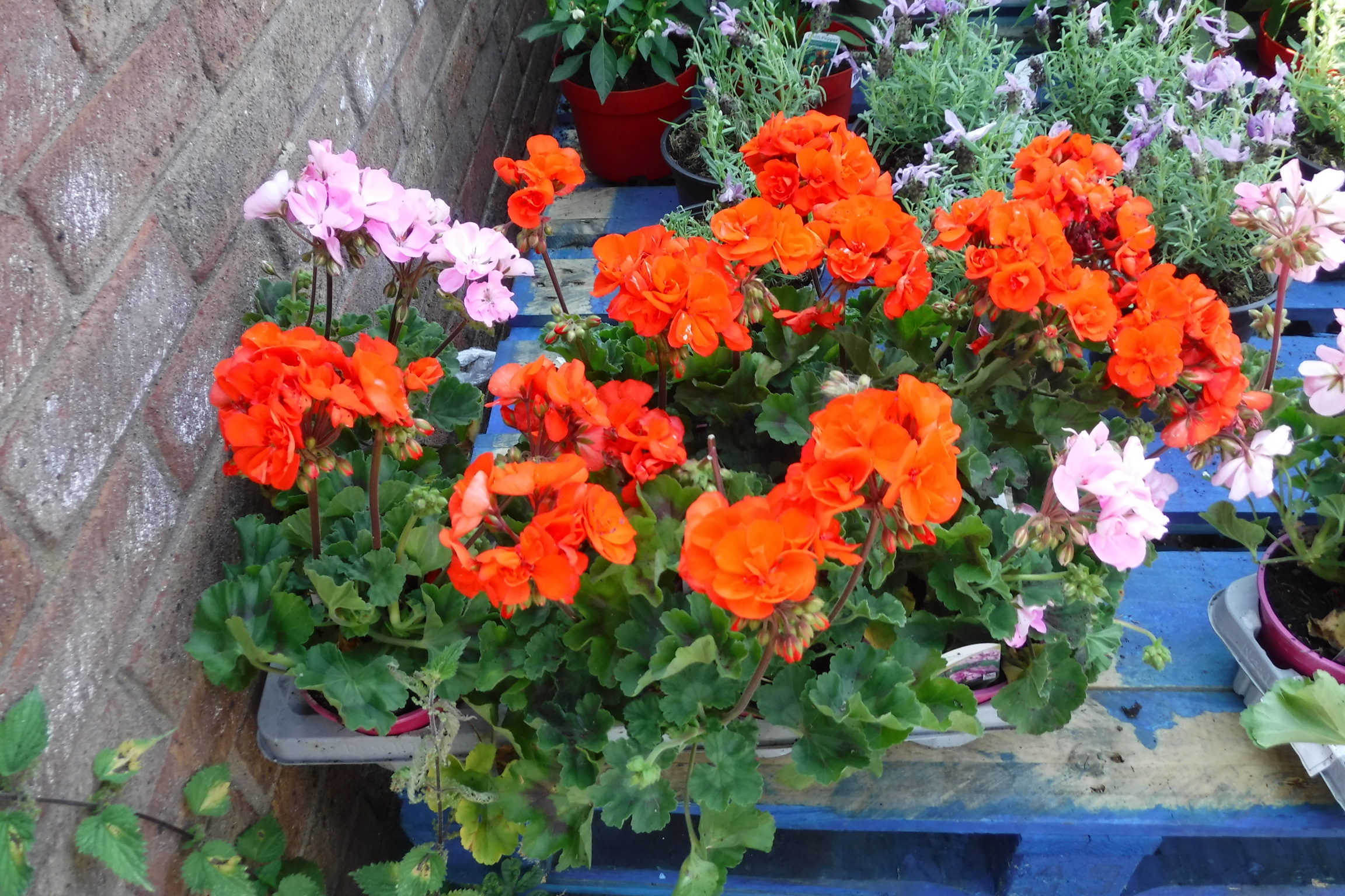 Tray of geraniums