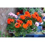 Tray of geraniums