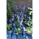 4 pots of English lavender