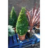 Pyramid buxus plant