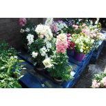 Tray of antirrhinums