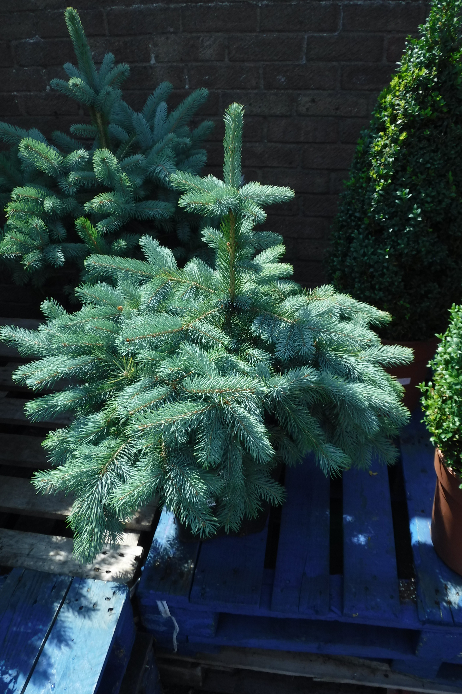 Pot containing Super Blue seedling pine