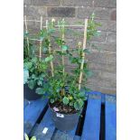 Rose in pot with small trellis