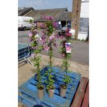 3 pots of clematis