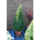 Pyramid buxus plant