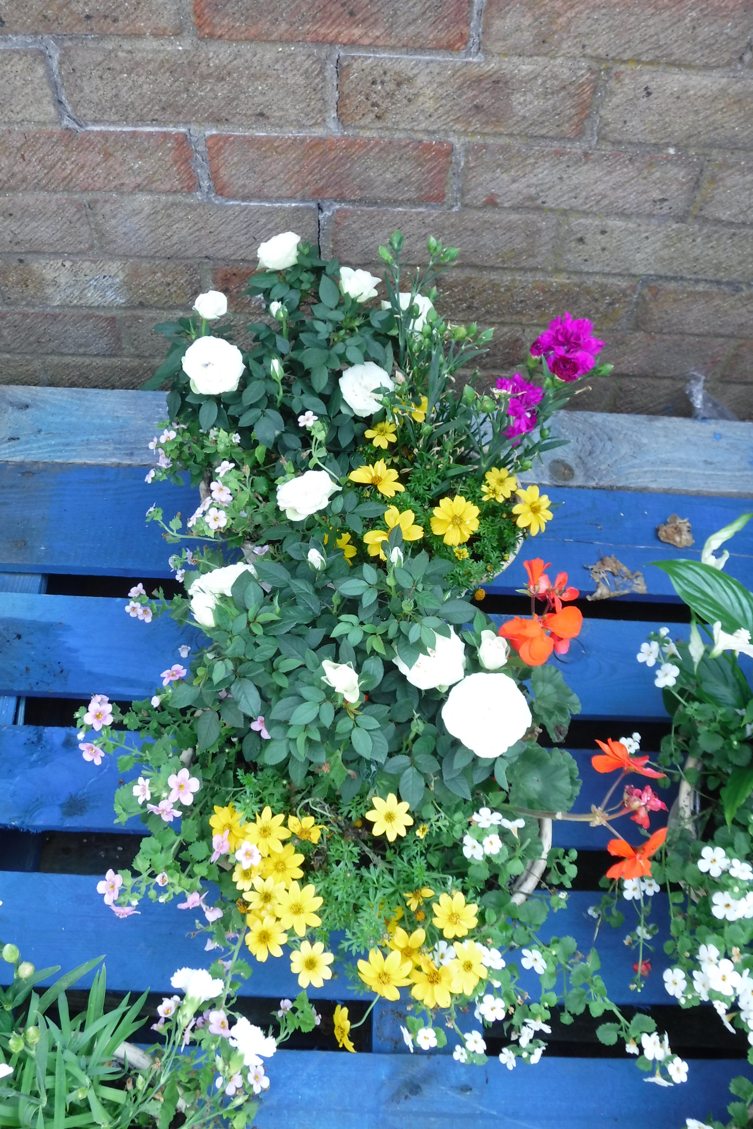 2 concrete planters of mixed plants incl. daisies and small roses