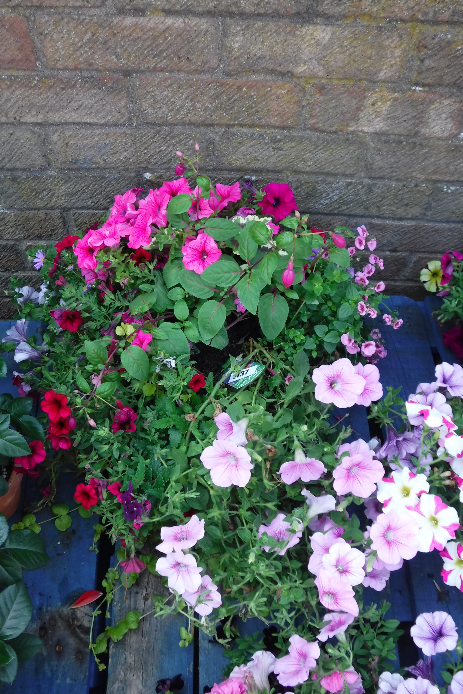 Large hanging basket incl. primula, fuchsias and other plants