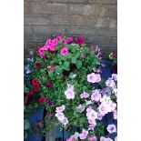 Large hanging basket incl. primula, fuchsias and other plants