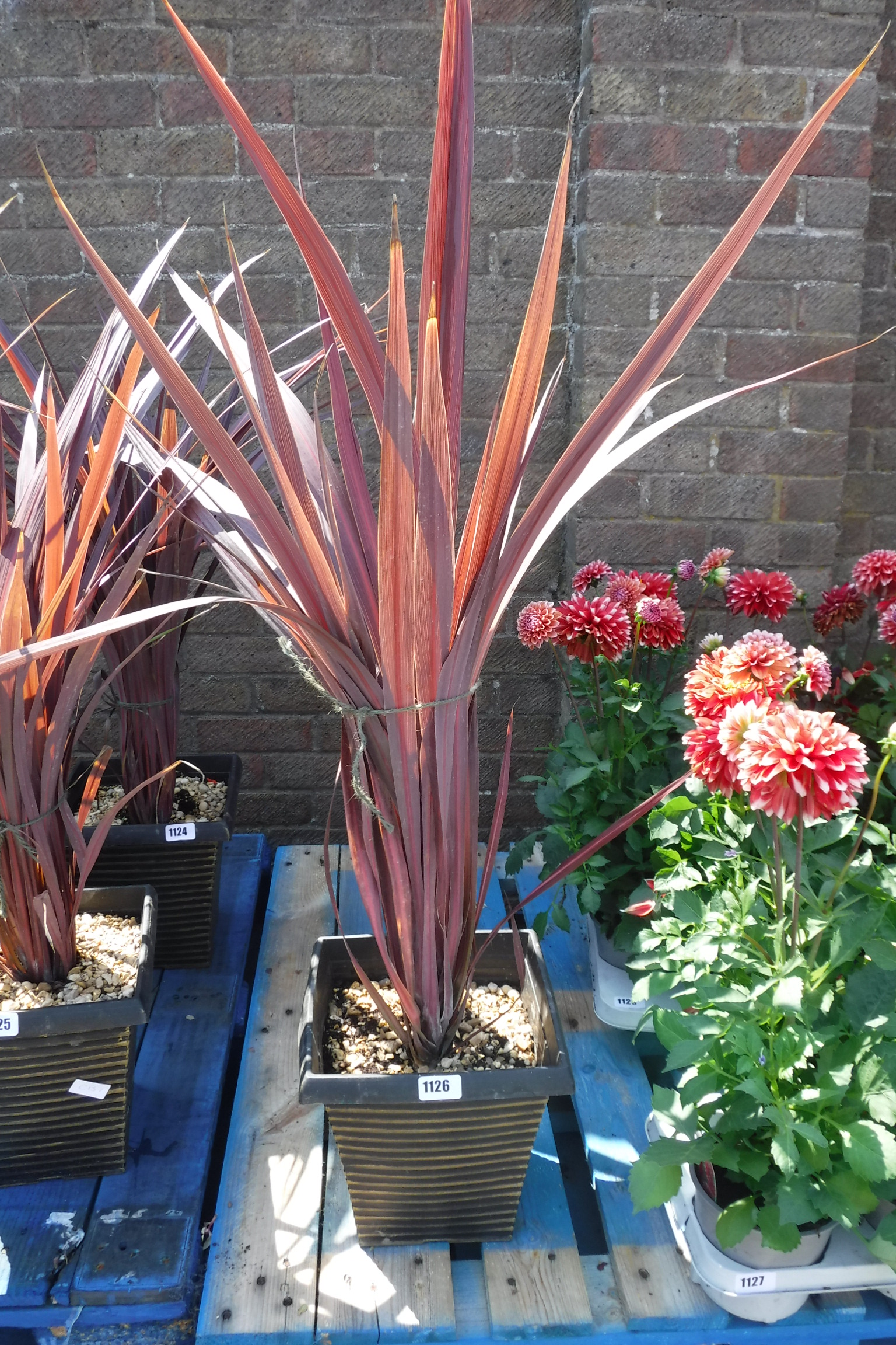 Red cordyline