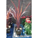 Red cordyline