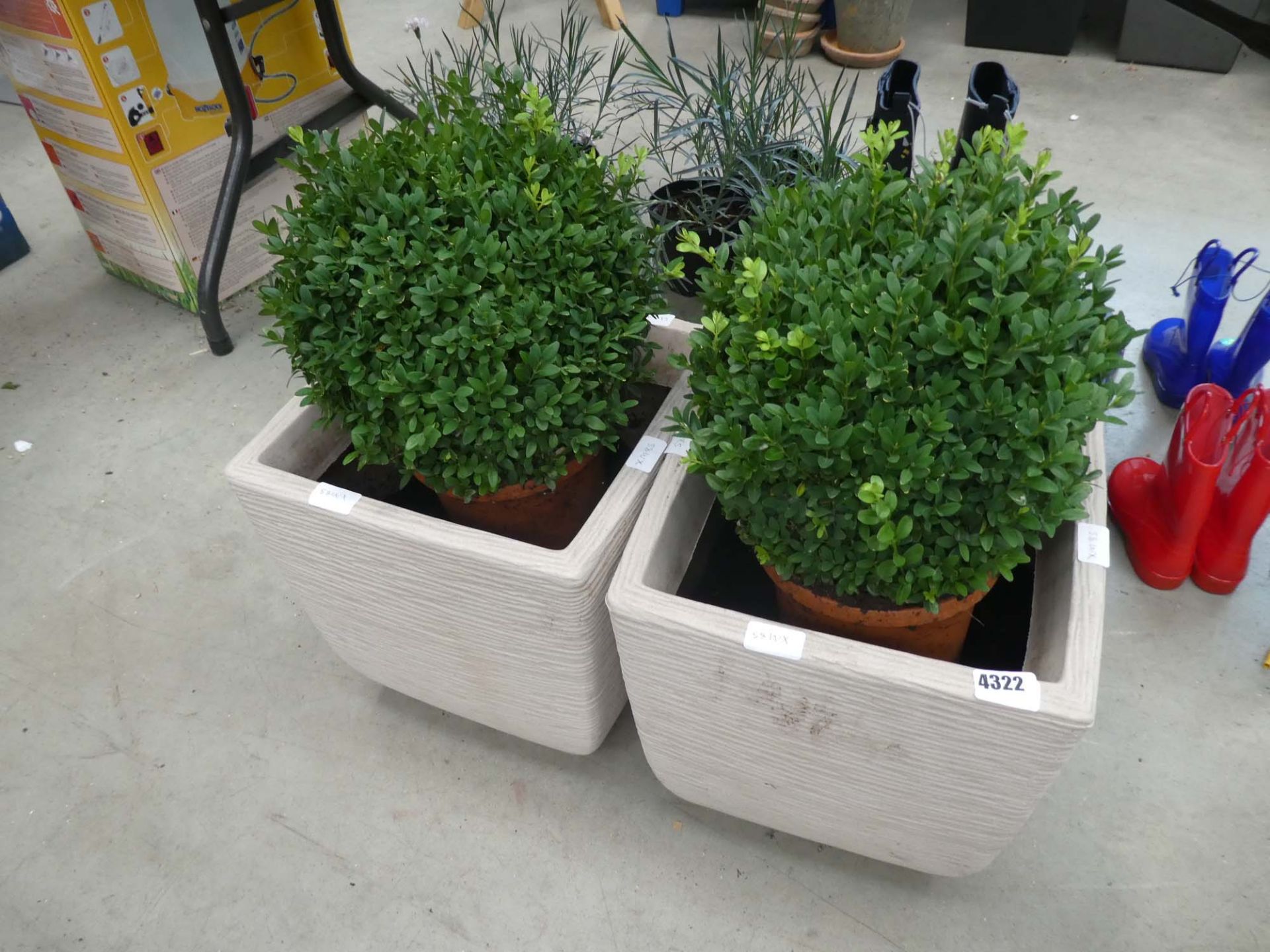 4313 - 2 buxus plants in pots