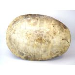 A Podocnemis Expansa (The South American River Turtle aka Arrau Turtle) shell,