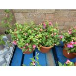 2 terracotta pots of fuchsias