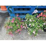 2 hanging baskets of fuchsias