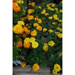 4 trays of French marigolds