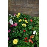 2 trays of potted dahlias